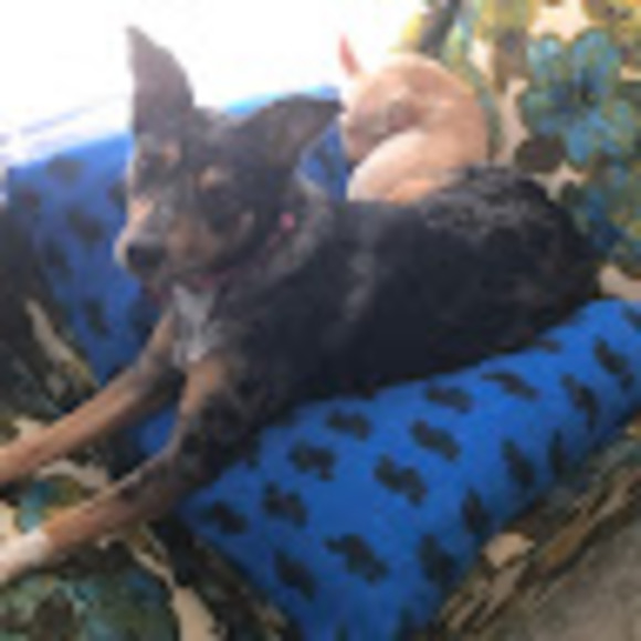 Meet your Posher, Sierra - Picture 1 of 1